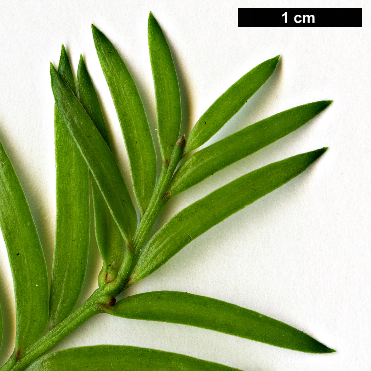 High resolution image: Family: Podocarpaceae - Genus: Prumnopitys - Taxon: ferruginea
